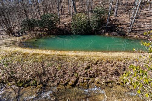 a small pool of green water in a field at Beech Haven in Beech Mountain