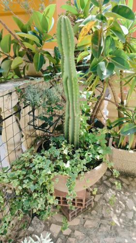 a green cactus sitting in a pot with plants at Apartament - Lisa in Budva