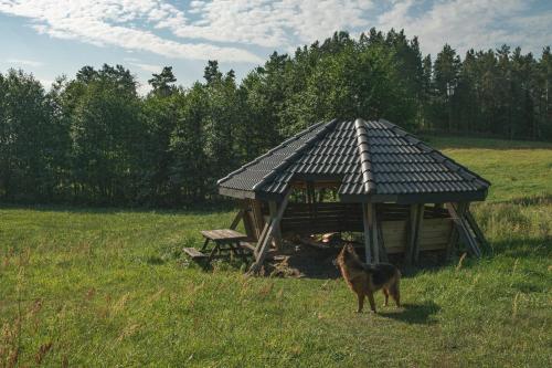 a dog standing next to a gazebo in a field at Agroturystyka Leśna Dolina in Sidory