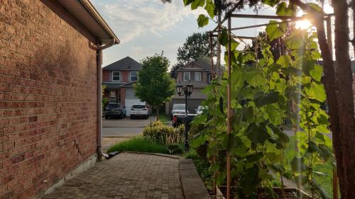 a brick walkway leading to a street with houses at The Comfort Stay at City of Pickering in Pickering