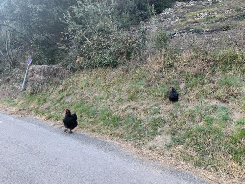 two birds walking on the side of a road at Villa La source & SPA in Pont-de-Labeaume