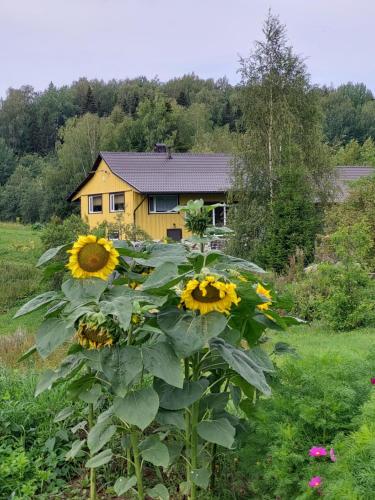 a sunflower in front of a yellow house at Vakari Puhketalu in Vakari
