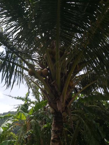 a palm tree with a bunch of coconuts on it at Citronnelles in Case-Pilote