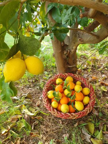 una cesta de naranjas y limones en un árbol en OAK TREE 114 BnB, en Castelfidardo
