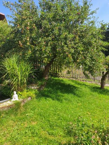 a tree in the middle of a yard with a grass field at Penzión Eva in Stará Voda