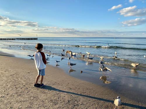 a young boy standing on the beach feeding birds at FARO Apartamenty Polanki Aqua SPA Deluxe 4 baseny w cenie, Pools inklusive in Kołobrzeg