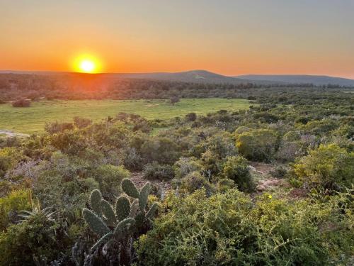 a sunset over the desert with a field and cactus at Harmony Luxury Tents & Safari in Addo