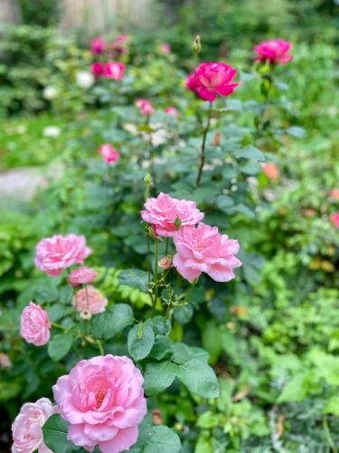 a group of pink roses in a garden at Villa Wickenburg in Salzburg