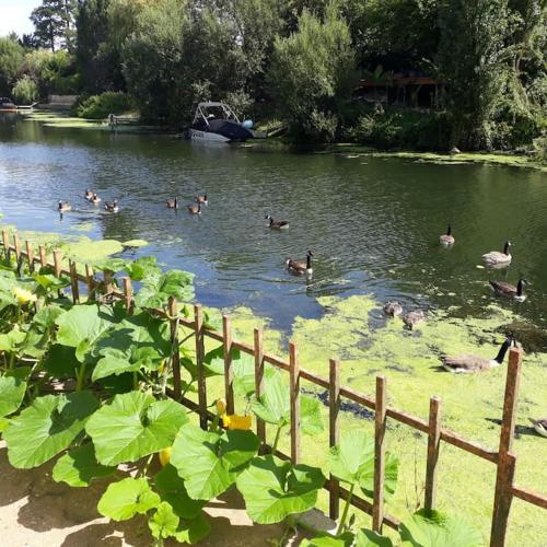 un grupo de patos nadando en un estanque en Maison de charme au bord de l'eau, en Villennes-sur-Seine