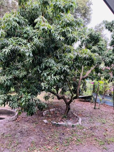 Κήπος έξω από το 3bdrm Fruit Tree Home near downtown Orlando