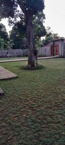 a tree sitting in the middle of a grass field at Comeon Amed in Amed