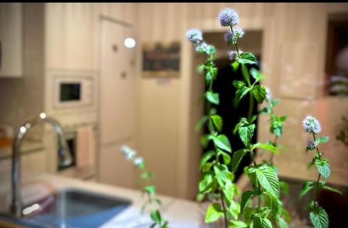 a plant sitting on top of a kitchen counter at CASA TITA 