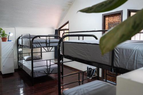 - une chambre avec 2 lits superposés et une plante dans l'établissement Mai Ke Kai Surf House, à Tamarindo