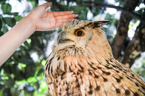 a persons hand reaching out to pet an owl at ＹＵＦＵＩＮ　ＦＬＯＲＡＬ　ＶＩＬＬＡＧＥ　ＨＯＴＥＬ in Yufu