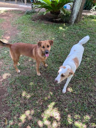 two dogs standing next to each other in the grass at Green Canyon Resort in Lamai