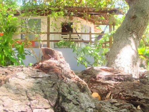 a close up of the trunk of a tree at Stay Cool Pipa in Pipa