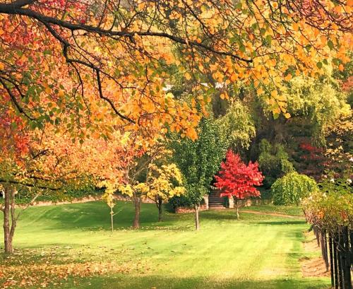 a park with trees with autumn leaves on it at Chestnut Tree Holiday Units in Bright