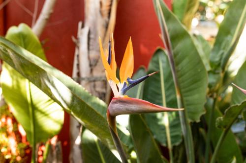a flower on a plant with green leaves at La Asomada del Gato in La Laguna