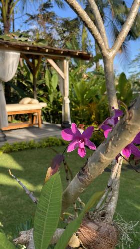 a tree with purple flowers and a bird on it at Hatiku Di Bali - Ubud in Tegalalang