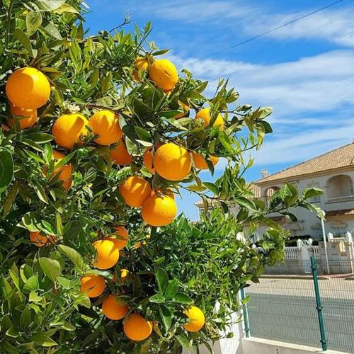 een boom vol sinaasappels die op een huis groeit bij Apartment with sea view, La Mata in Torrevieja