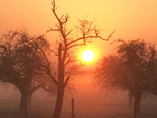 a group of trees with the sunset in the background at Ferienwohnungen Haus Birgit in Günzgen