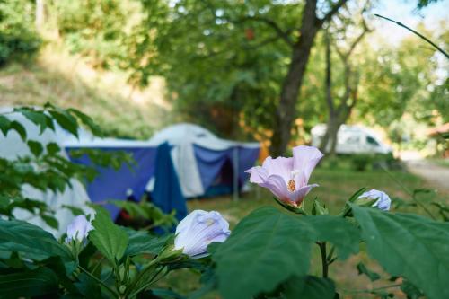 a bunch of flowers in a bush with tents in the background at Öko-Park Panzió, Kemping és Rendezvényközpont in Szarvaskő