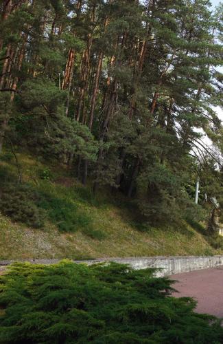 a group of trees on a hill next to a road at Nykščio Namai & SPA in Anykščiai
