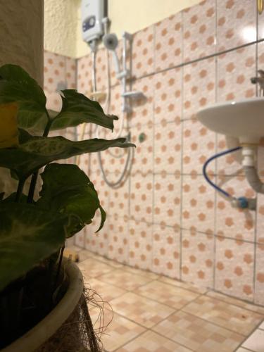 La salle de bains est pourvue d'une douche avec une plante et un lavabo. dans l'établissement MASHA ARTS STUDIO, à Ruhengeri