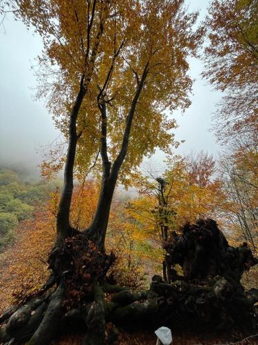 Gallery image of La Capinera in Muggio