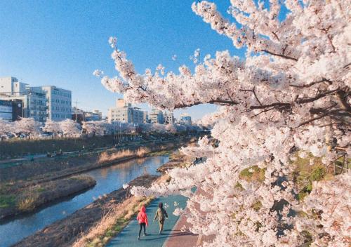 two people walking along a river with cherry blossom trees at ARMYCasa with 2 rooms and 1 bathroom in Seoul