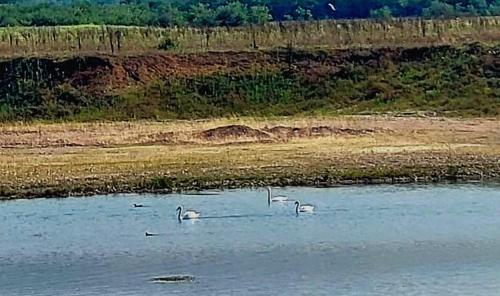 three swans swimming in the water near a field at Cabana Timeea in Ostrovu Corbului