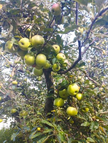 a bunch of apples growing on a tree at Cabana Timeea in Ostrovu Corbului