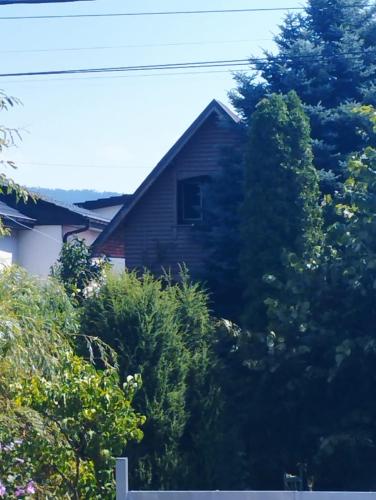 a house obscured by trees and bushes at Cabana Timeea in Ostrovu Corbului