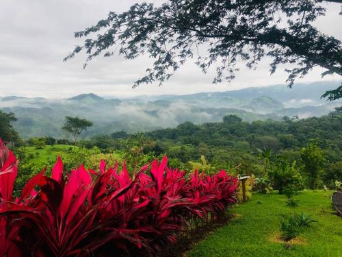 a bunch of red plants in a field with mountains at Luxury Villa Carao - Serene Amazing Views at Finca Chilanga in San Mateo