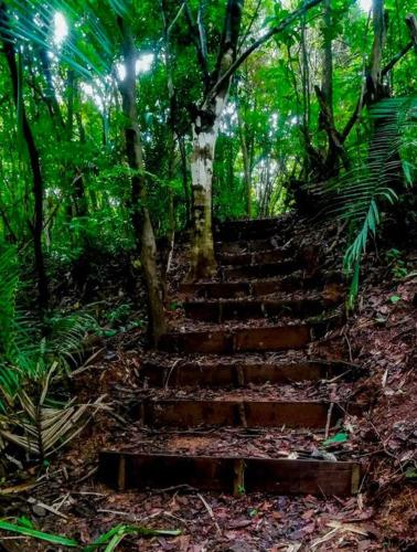 a set of wooden stairs in a forest at Luxury Villa Carao - Serene Amazing Views at Finca Chilanga in San Mateo