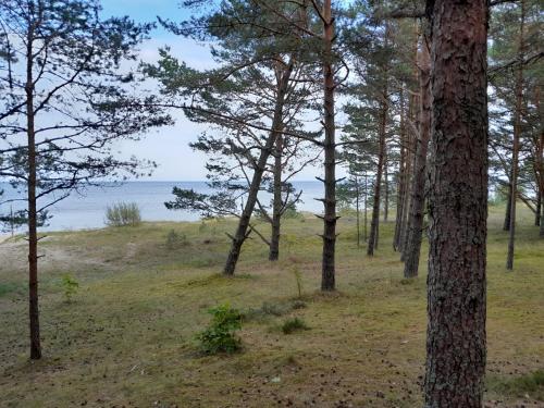a forest of trees with the ocean in the background at Glamping Fluffy Horns - Glempings Pūkainie Ragi in Plieņciems