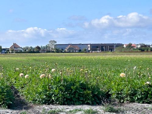 a field of flowers in the middle of a field at Blossombed in Voorhout