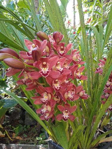 Une bande de fleurs roses sur une plante dans l'établissement Les palmiers, à Le Bois de Nèfles