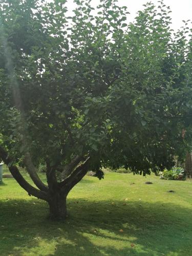 a tree in the middle of a green field at Pension zum Park in Goldberg