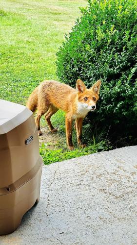 a fox standing in the grass next to a box at Home La Sierra with JACUZZI in Korenica