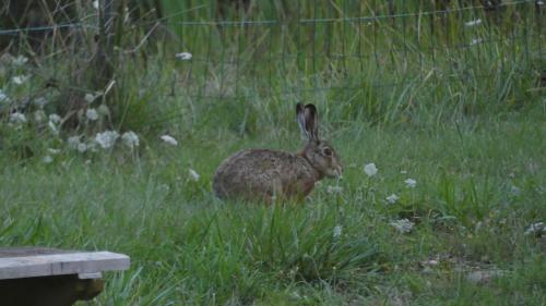 a rabbit standing in the grass in a field at La Petite Lande in Ménil