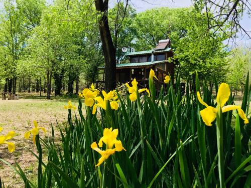 a bunch of yellow flowers in front of a house at NOMADE cabin rent in San Antonio de Arredondo