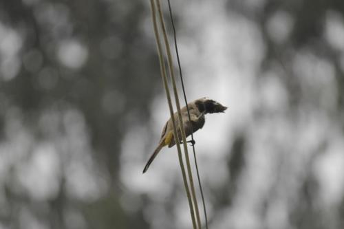 a small bird perched on a piece of wire at Mansarover Home Stay in Kalimpong