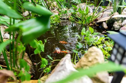 an orange fish swimming in a pond at Cozy AF Tiny-House Oasis in Tampa