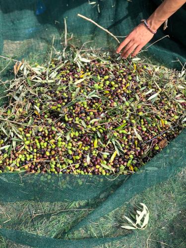 a pile of olives sitting on the ground at LaChiusa Tuscany in Montefollonico
