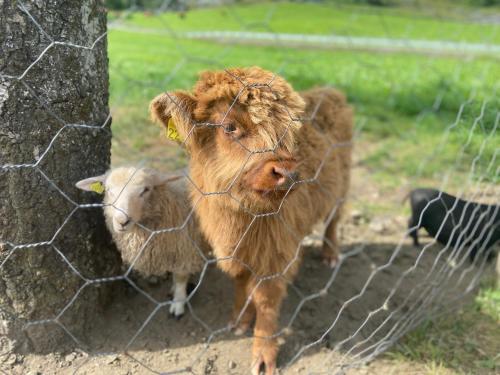 Zvířata v apartmánu nebo okolí