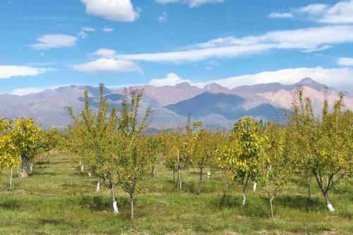 a row of trees in a field with mountains in the background at Namakai.tinyhouse, minimalism in a magic place in Los Árboles