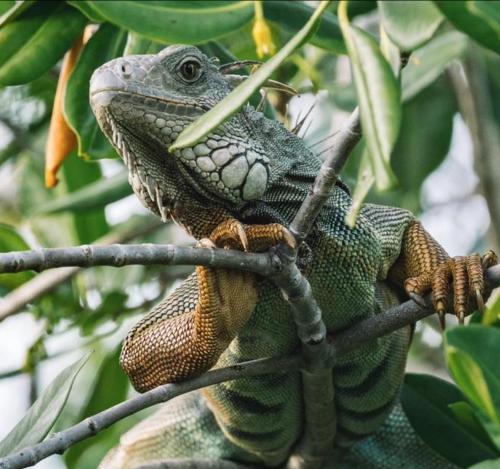 Animales en el hotel o alrededores