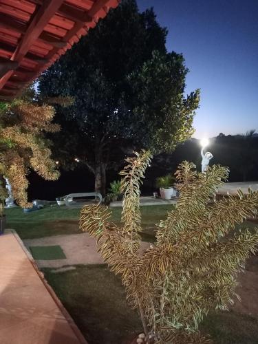 un petit arbre dans une cour la nuit dans l'établissement Pousada Recanto Querubim, à Siqueira Campos