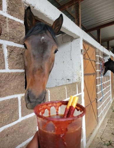 un caballo sacando su cabeza de un establo de caballos en Vive en un rancho, en Puebla